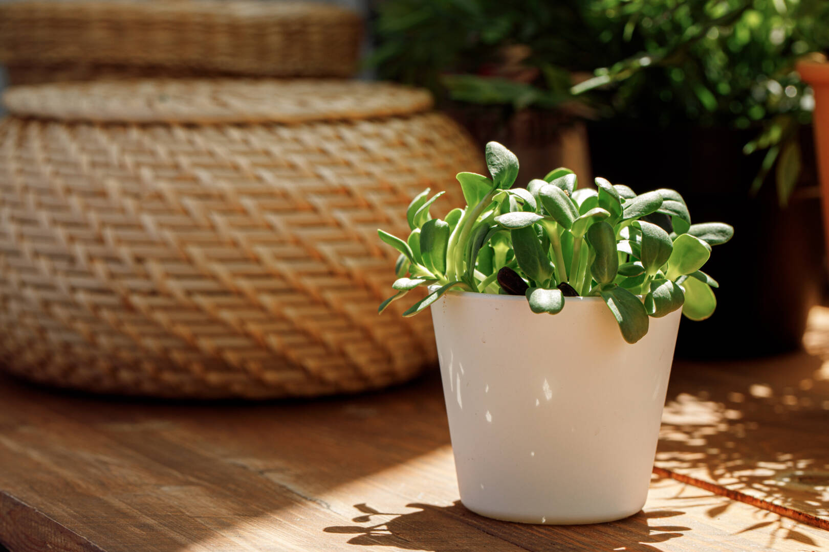 Growing micro greens in a daylight indoors close up